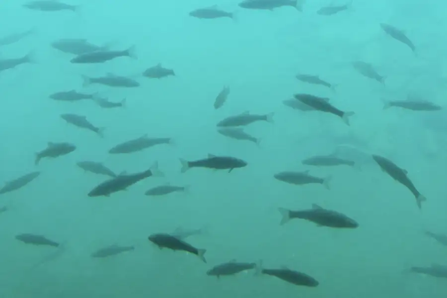 たくさんのチップ