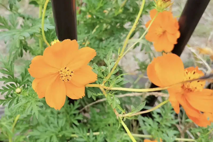 キバナコスモス