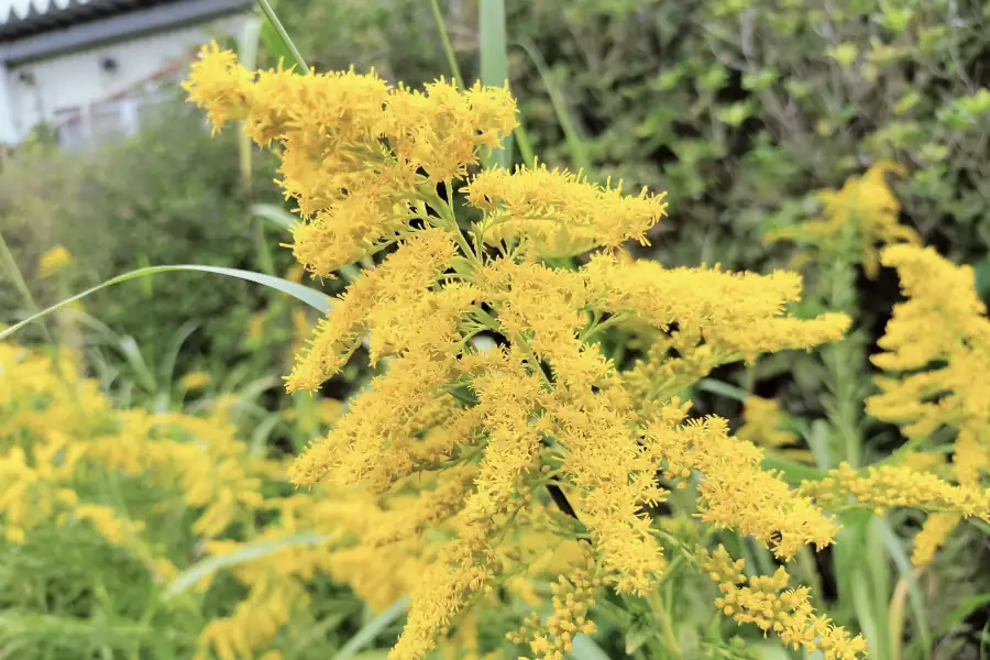 セイタカアワダチソウ