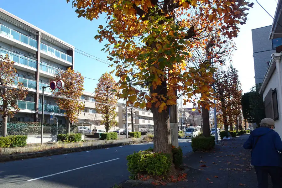 環状3号線にユリノキの紅葉
